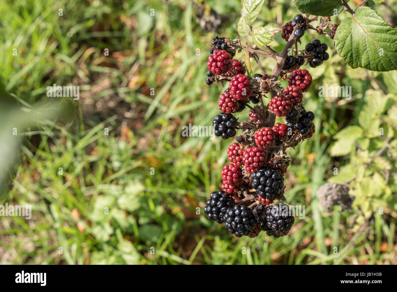 Wild Blackberries growing in an English hedgerow Stock Photo Alamy