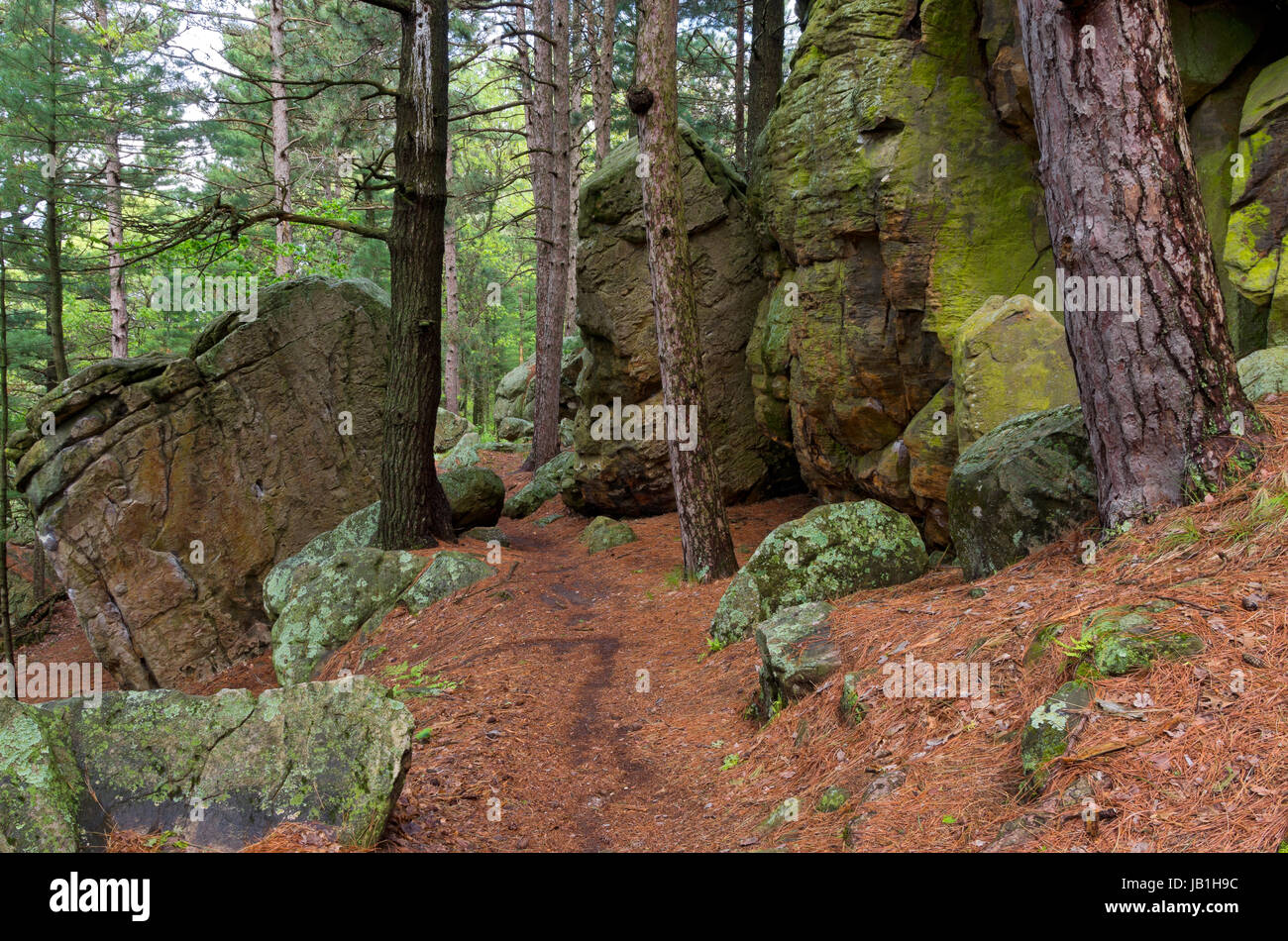 rugged trail through castle mound pine forest of black river state