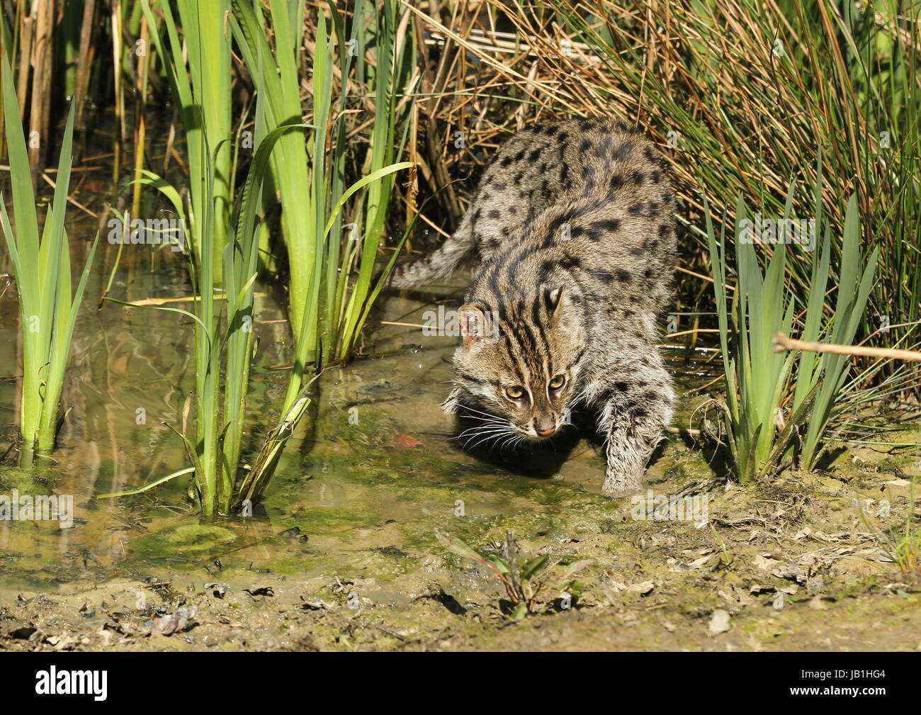 Fishing cat hunting Stock Photo