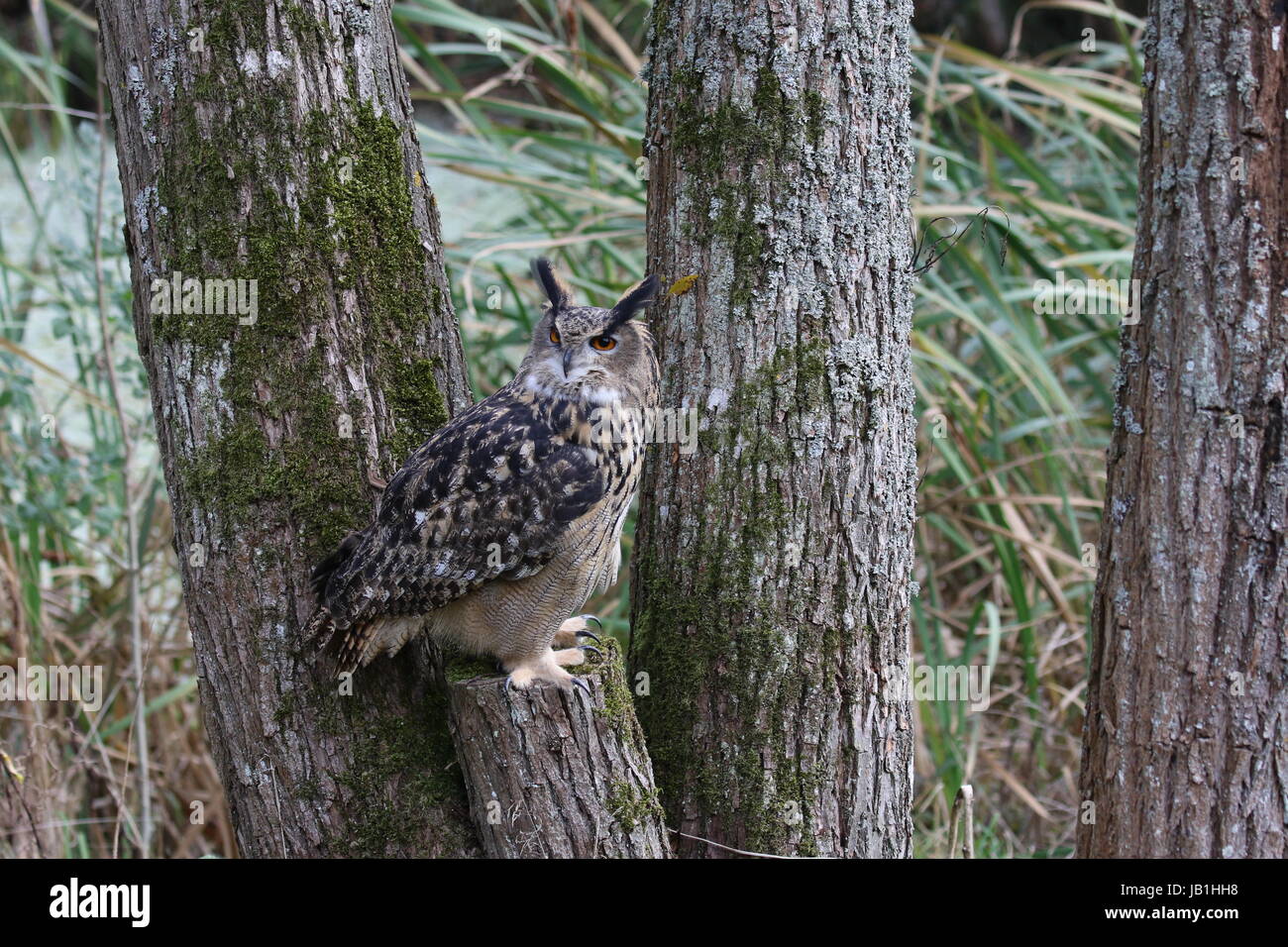 Fishing cat hunting Stock Photo Alamy
