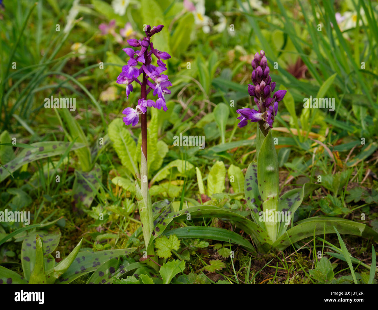 Wild orchid (orchis mascula) in the path of the garden in april (Suzanne's vegetable garden, Le Pas, Mayenne, France). Stock Photo
