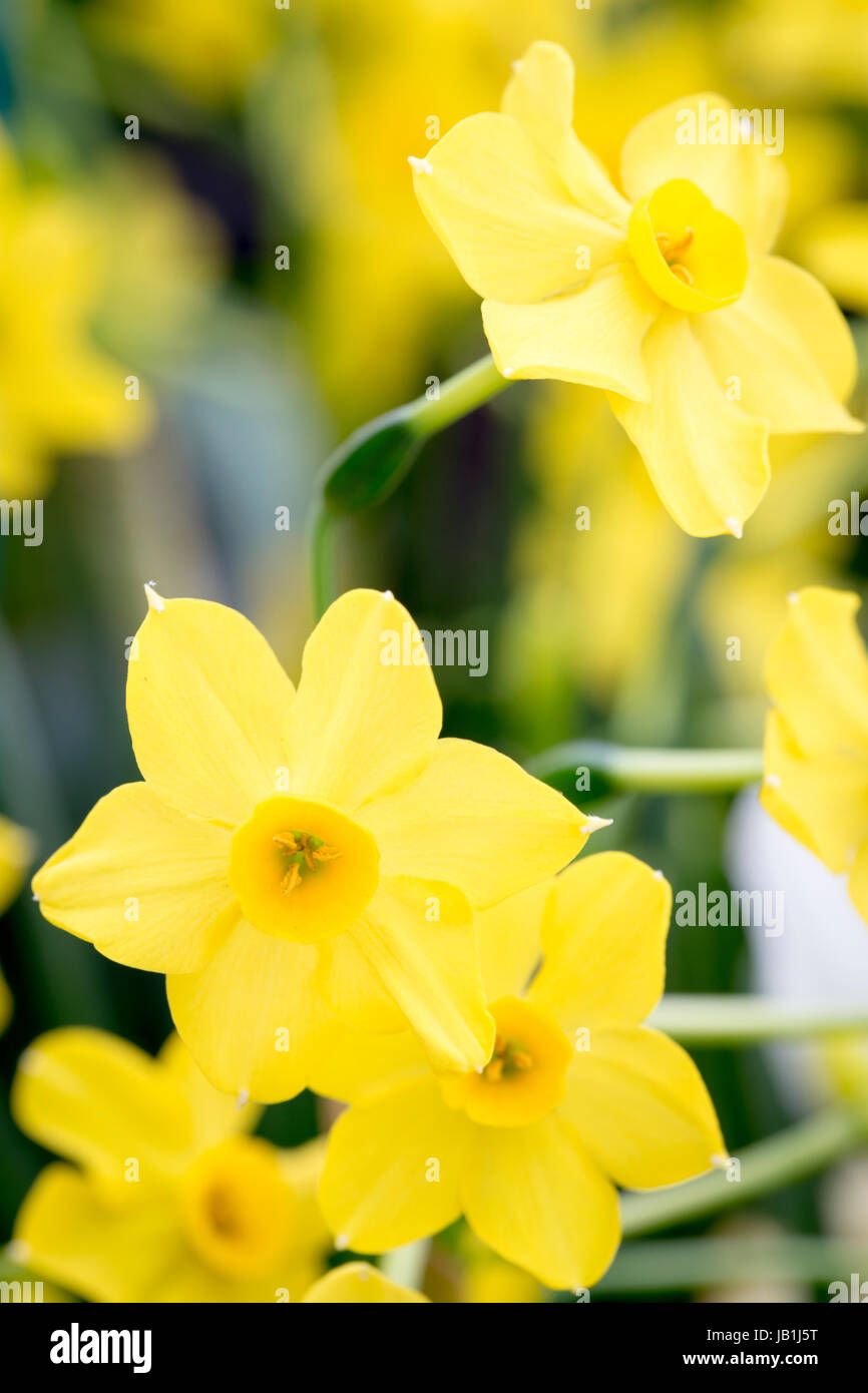 Narcissus 'Baby Boomer' Stock Photo