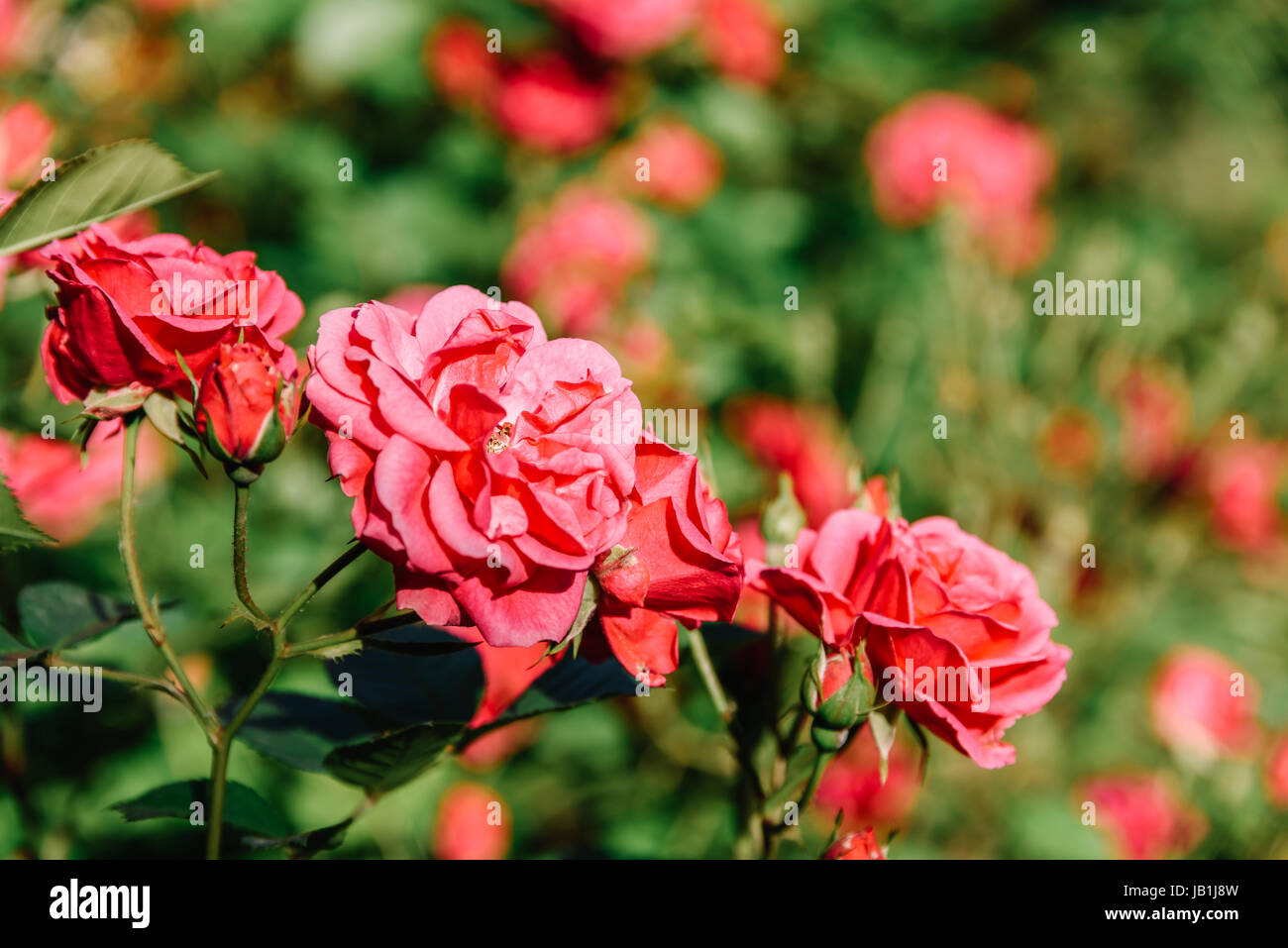 Beautiful Pink Rose Garden In Summer Stock Photo - Alamy