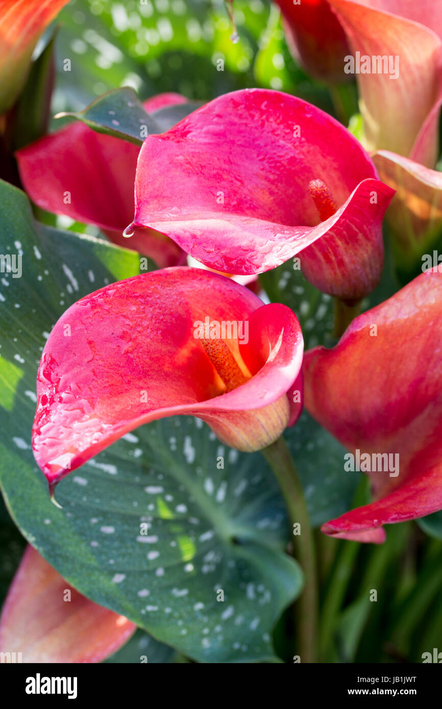 Zantedeschia 'Red Sox' Stock Photo