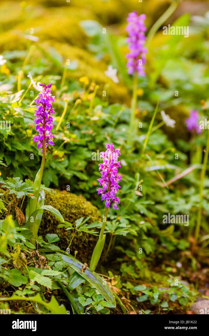 Western marsh orchid (Dactylorhiza majalis), in morning sunlight. Flowers are purplish red and leaves spotted. Here seen in damp environment. Stock Photo