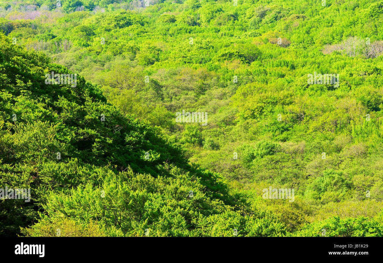 Beech tree canopies in distant valley. Weather is slightly hazy on this morning. Location view as seen from the top of Stenshuvud national park, Swede Stock Photo