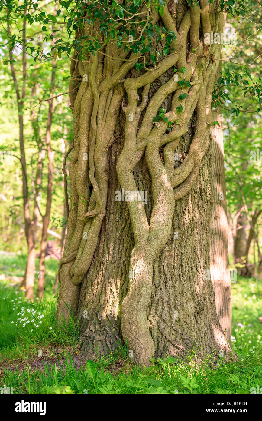 Old and massive ivy winding itself around a tree trunk. Stock Photo