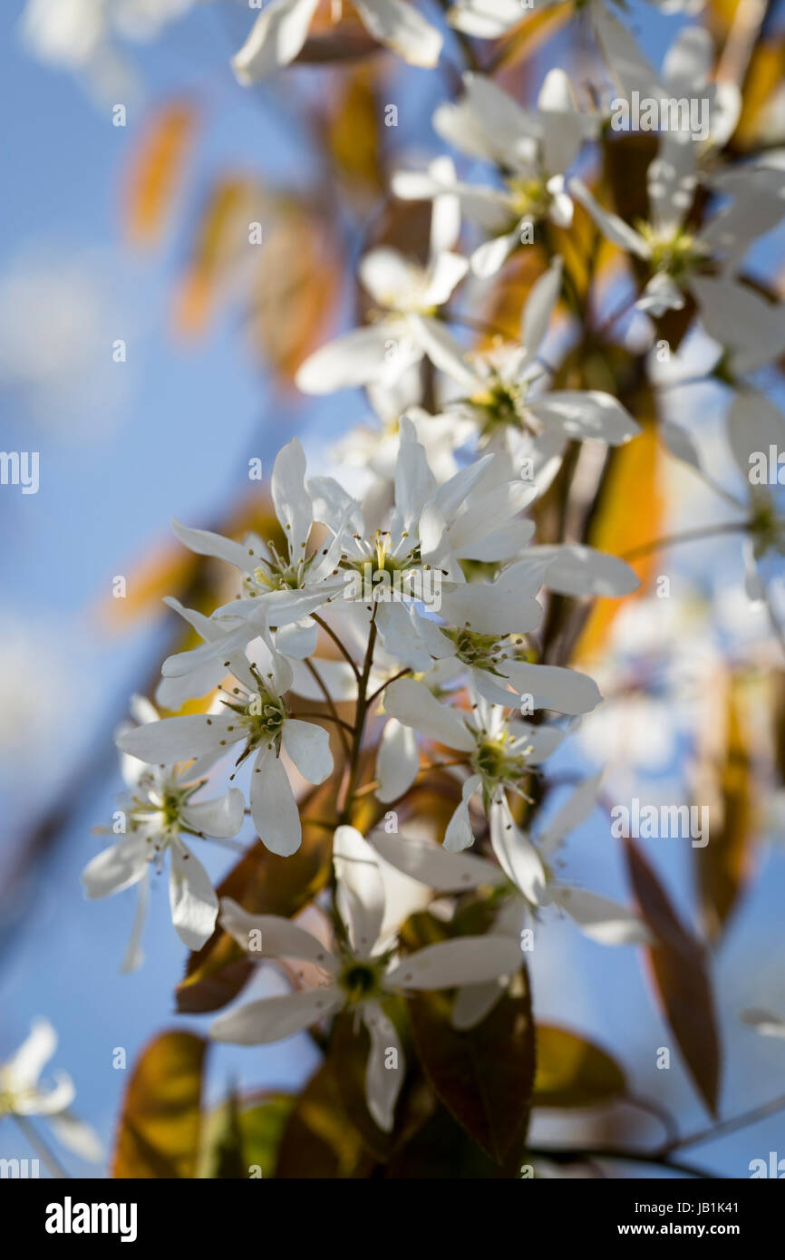 Amelanchier canadensis Stock Photo