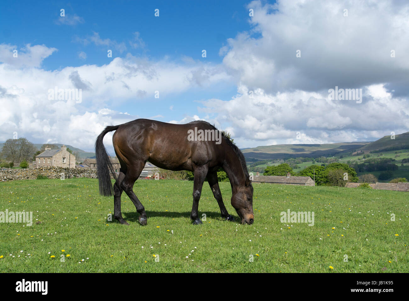 Throughbred racehorse grazing in a paddock, North Yorkshire, UK. Stock Photo