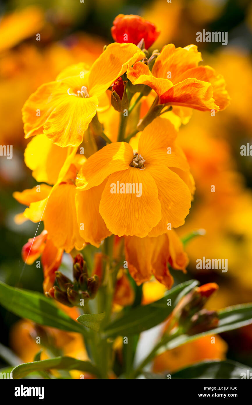 Wallflower sunset orange hires stock photography and images Alamy