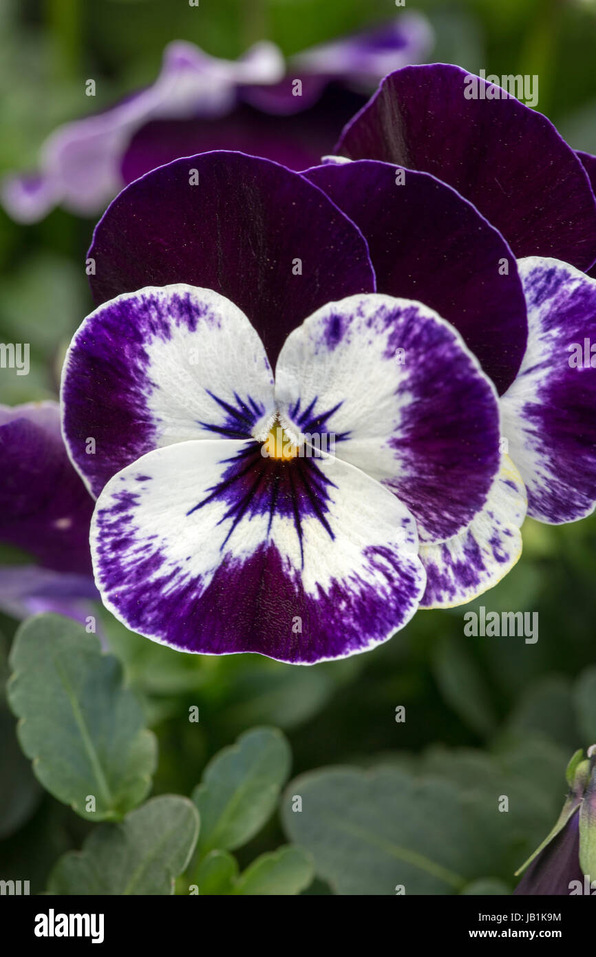 Winter flowering Viola Stock Photo