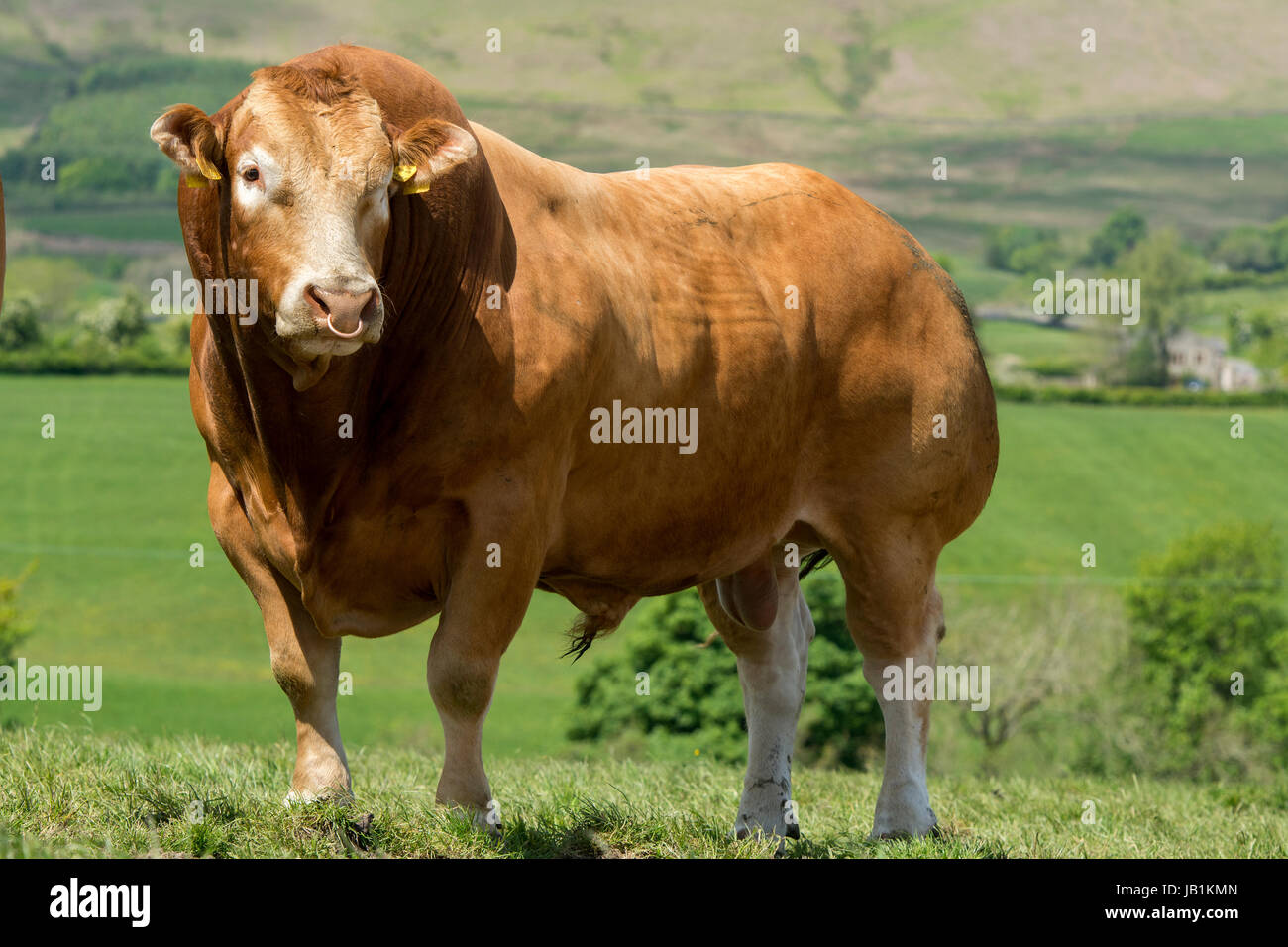 Limousin bull in pasture with herd of pedigree cattle. Lancashire, UK. Stock Photo