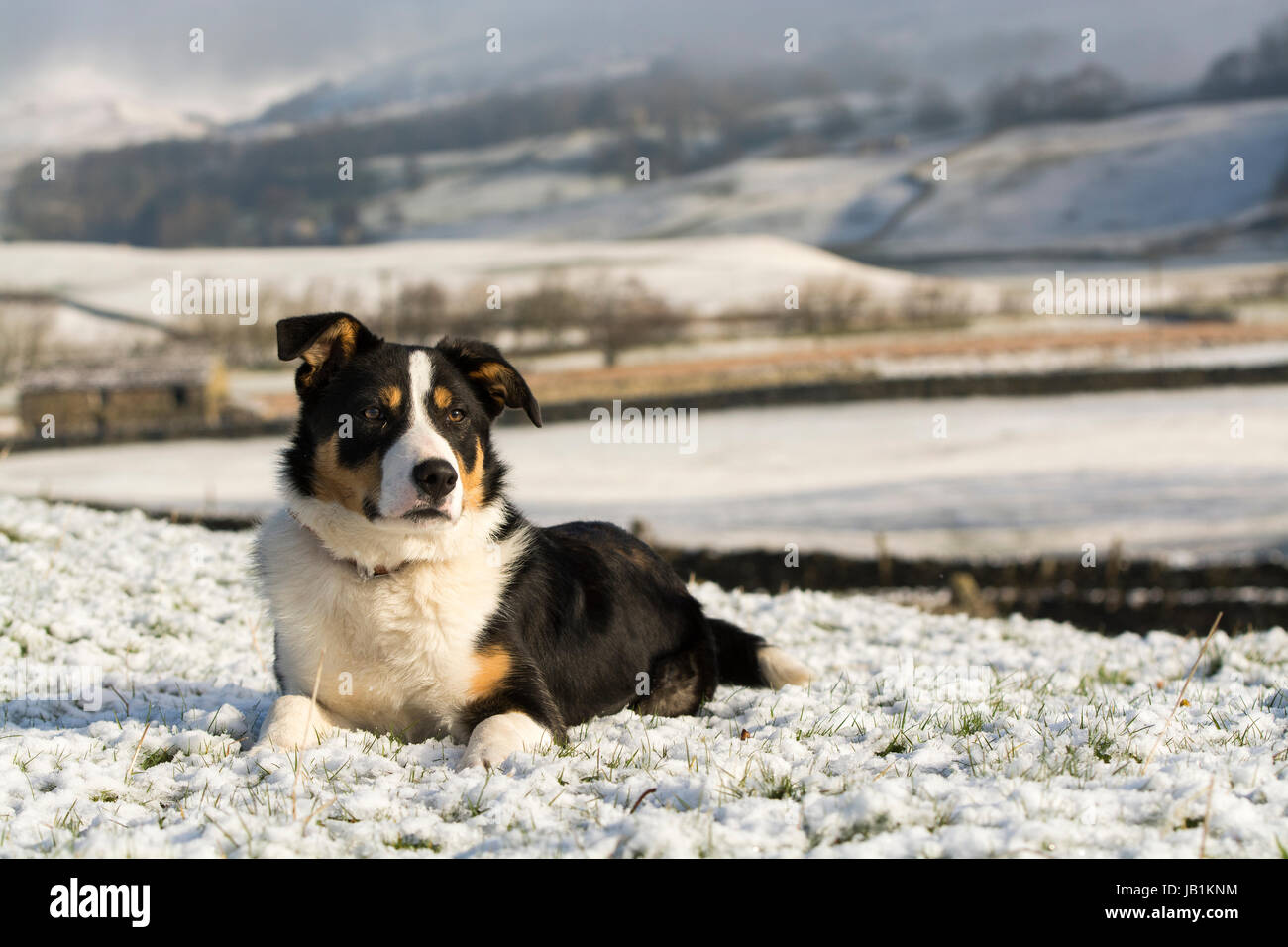 Border collie sheepdog laid in snow, with Wensleydale countryside behind. North Yorkshire, UK. Stock Photo