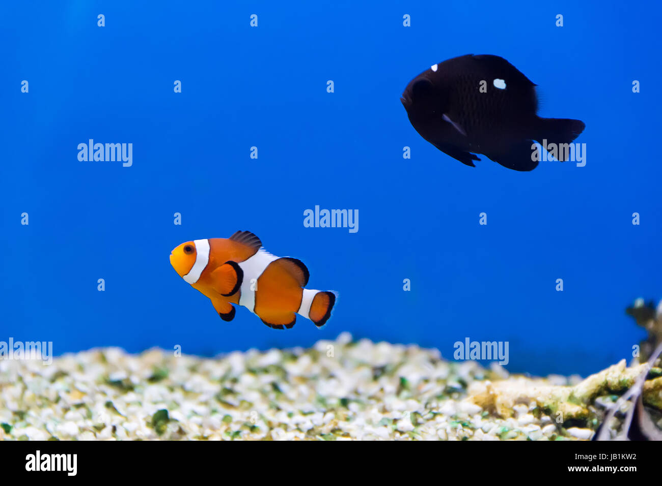 Image of clown fish and dascyllus in aquarium water Stock Photo