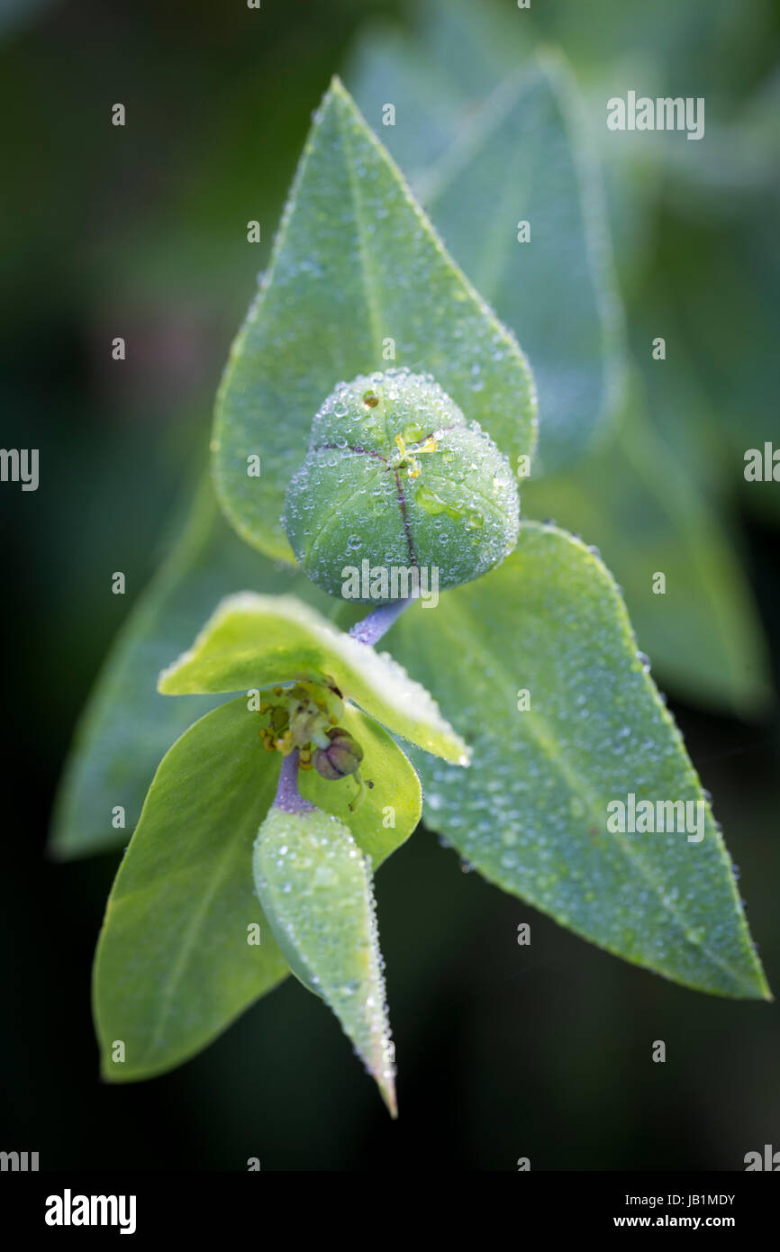 Euphorbia lathyris Stock Photo