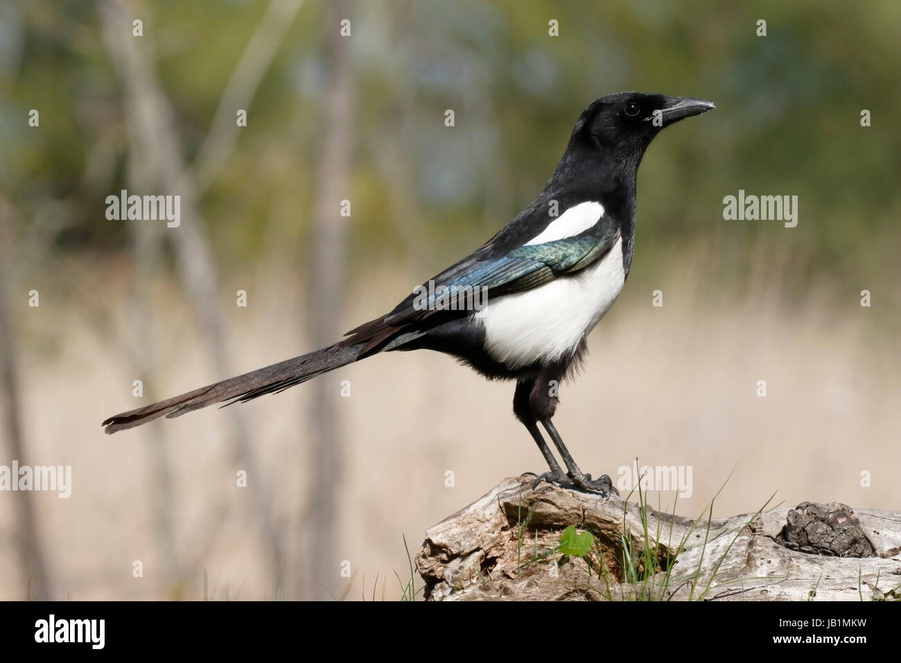 Eurasian magpie (Pica pica) adult perched on tree stump, Romania Stock Photo