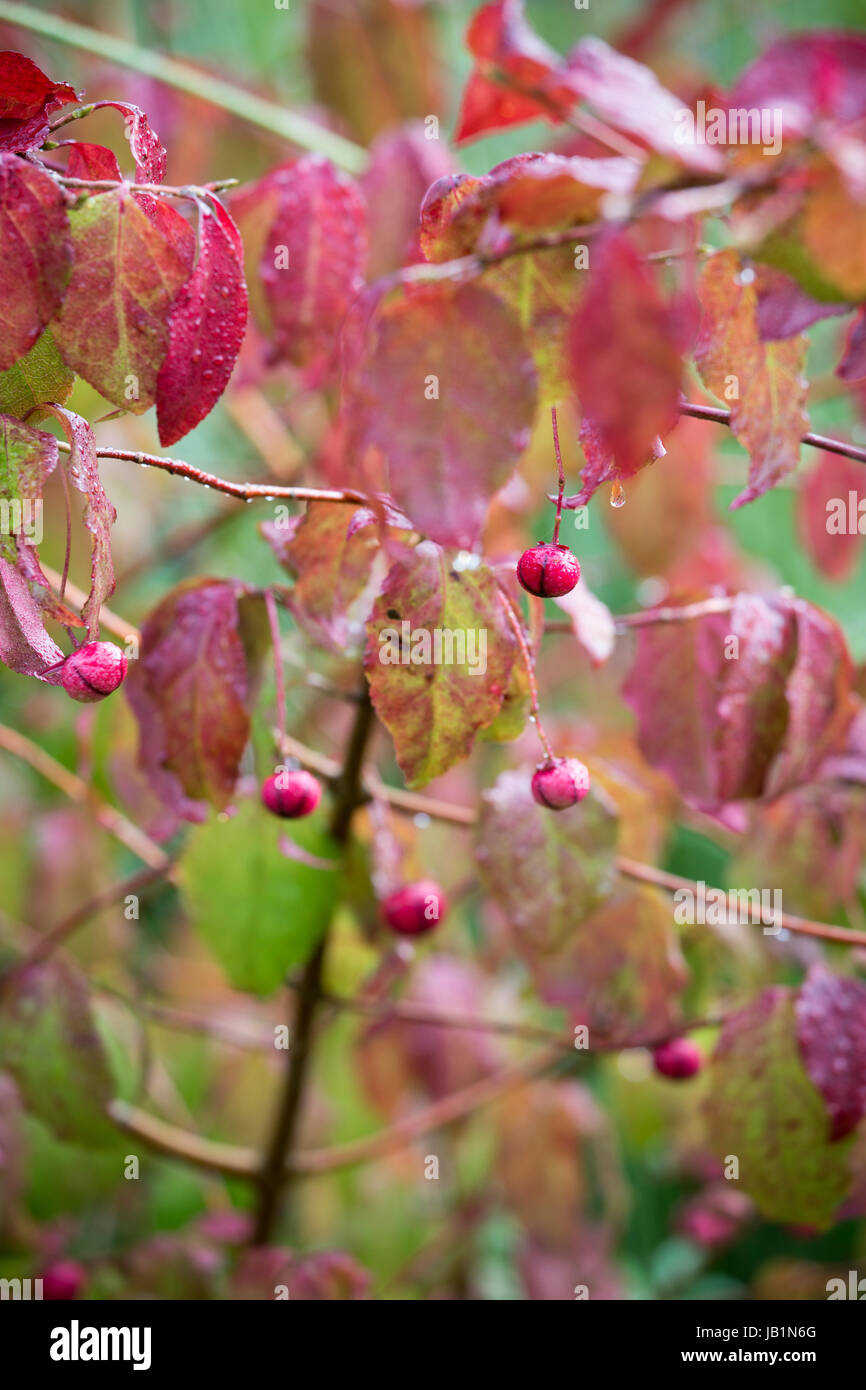 Euonymus oxyphyllus Stock Photo