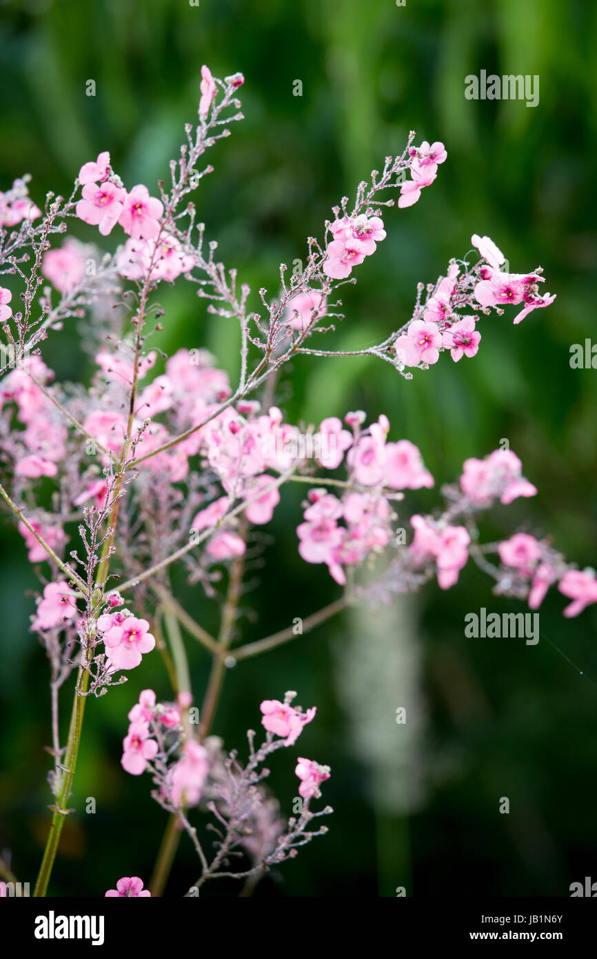 Diascia personata Stock Photo