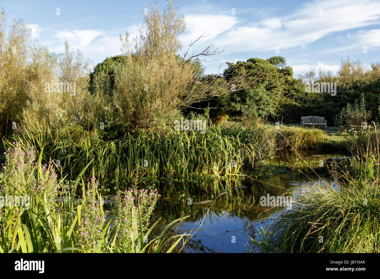 The village pond at East Prawle, South Devon, UK Stock Photo Alamy