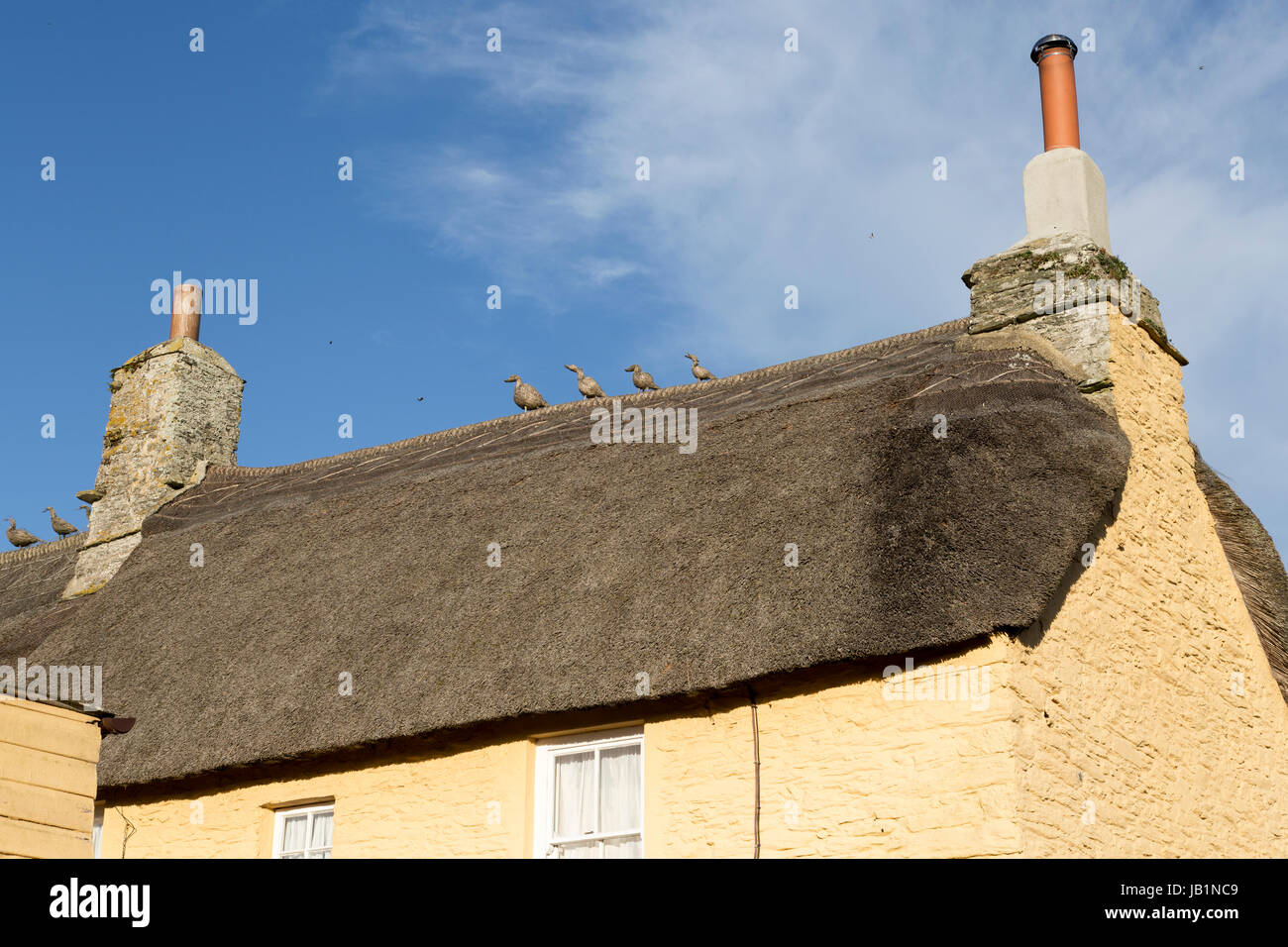 Thatched houses at East Prawle, South Devon, UK Stock Photo Alamy