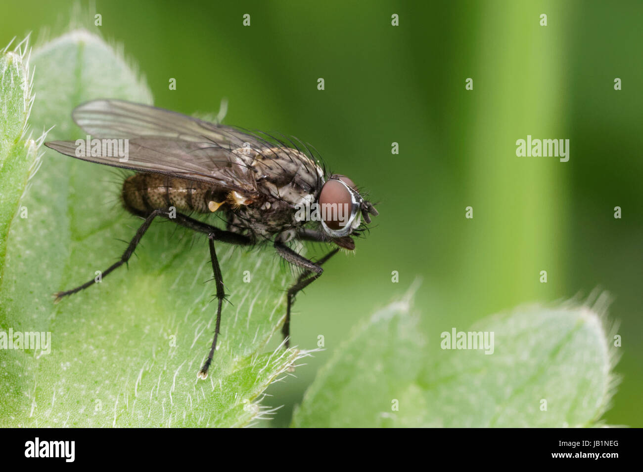 Insect insecta hi-res stock photography and images - Alamy