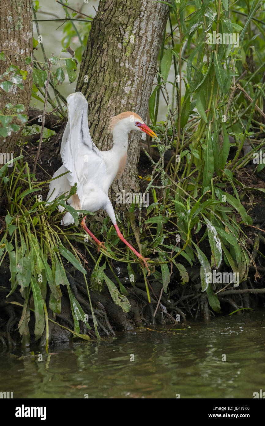 Rips Rookery Rips Rookery High Resolution Stock Photography and Images - Alamy