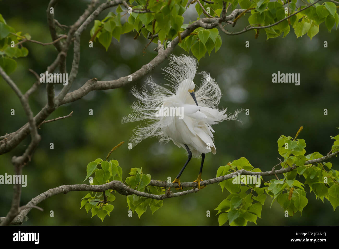 Rips Rookery Rips Rookery High Resolution Stock Photography and Images - Alamy