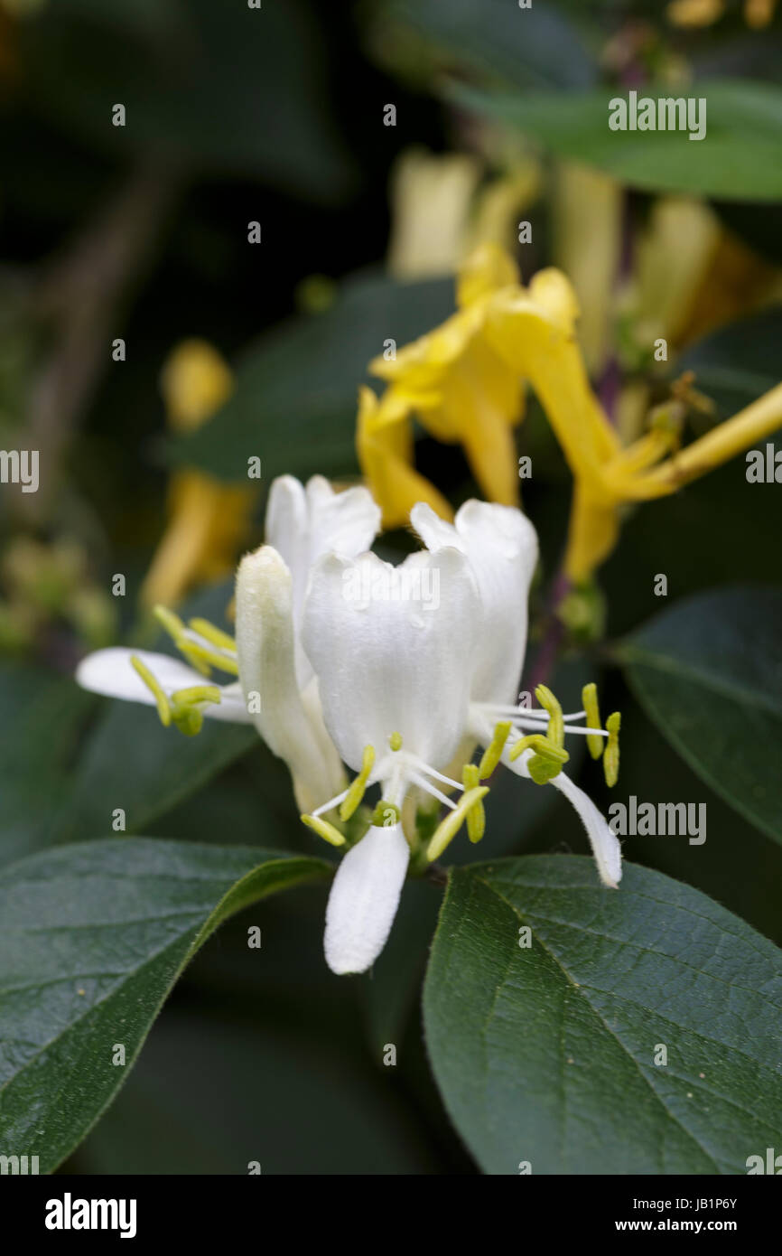 Lonicera hi-res stock photography and images - Page 2 - Alamy