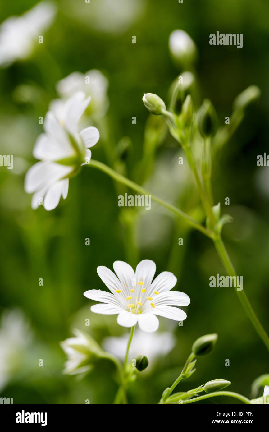 Greater Stitchwort, Stellaria holostea Stock Photo