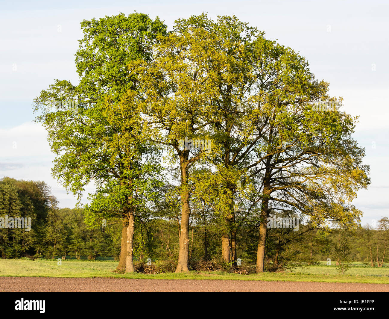 Group of oak trees in springtime, light green colors, at the edge of an