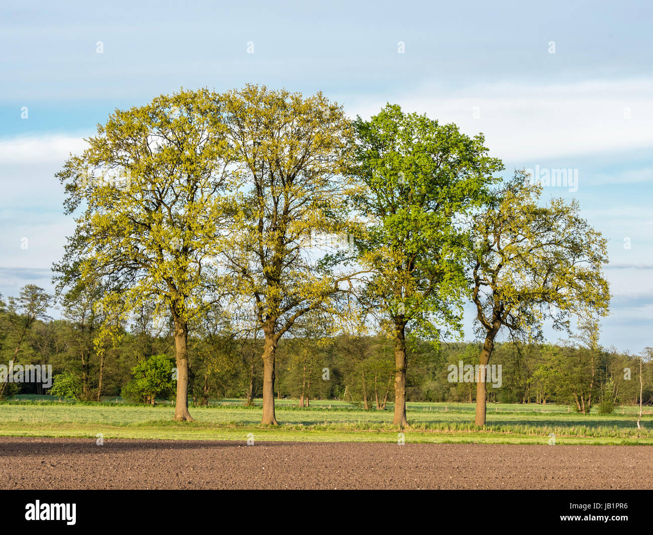 Group of oak trees in springtime, light green colors, at the edge of an acre, Celle, Germany Stock Photo