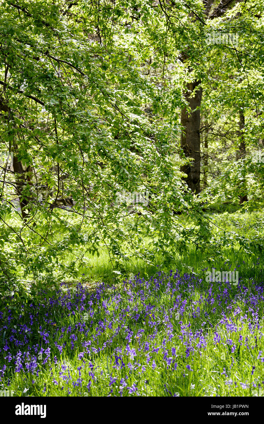 New forest arboretum hires stock photography and images Alamy