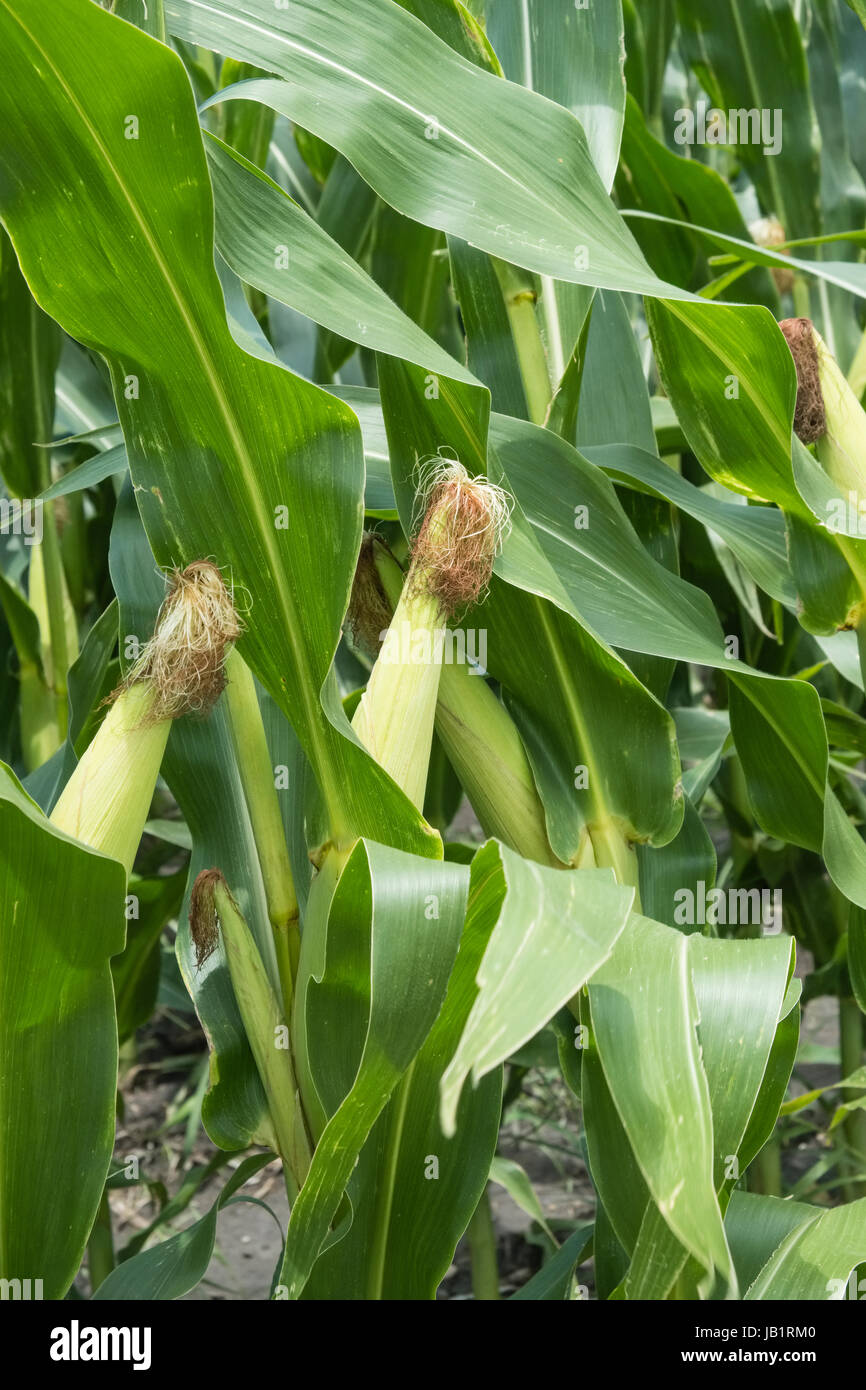 Corn Tassel High Resolution Stock Photography and Images Alamy