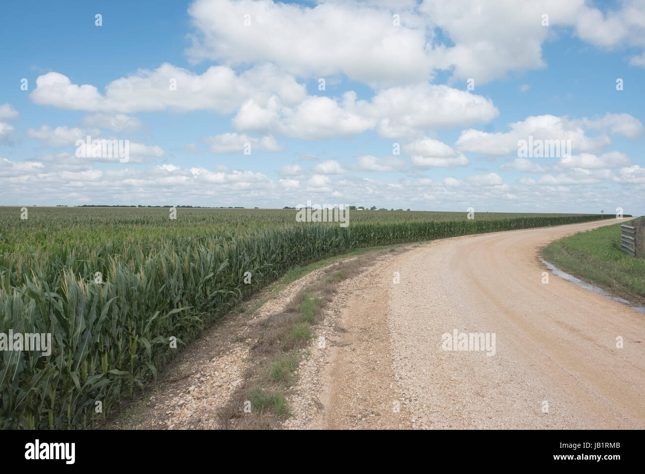 Unpaved rural road running thru thousands of acres of cornfields in the Texas Blackland Prairie Stock Photo