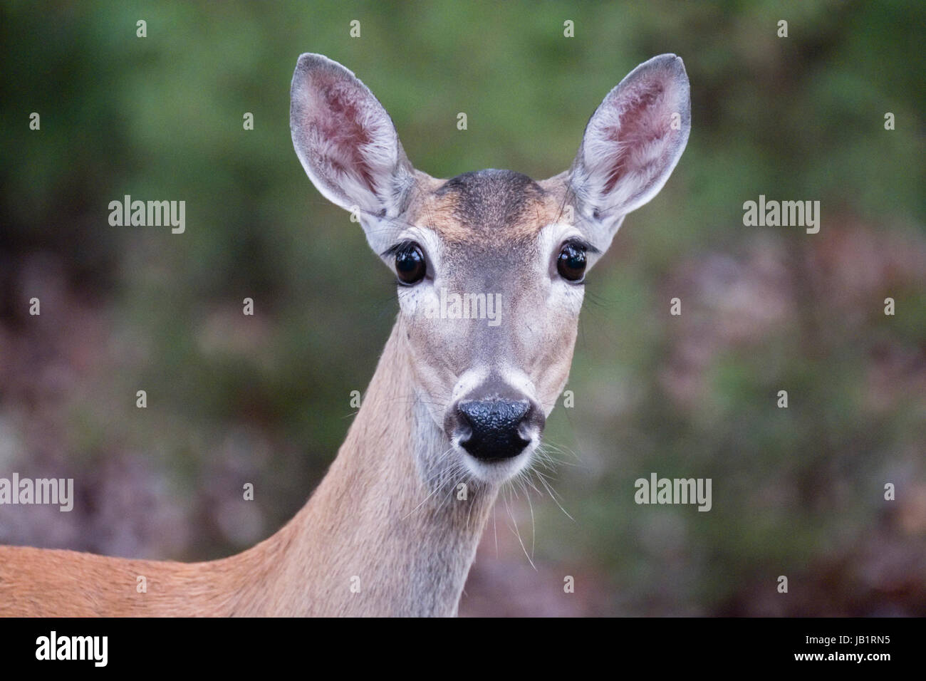 Headshot closeup of Texas whitetail doe deer Stock Photo