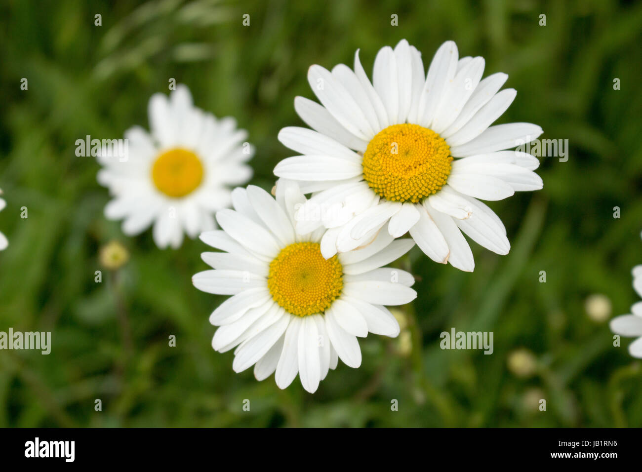 Oxeye daisy growing on hillside in Devon Stock Photo Alamy