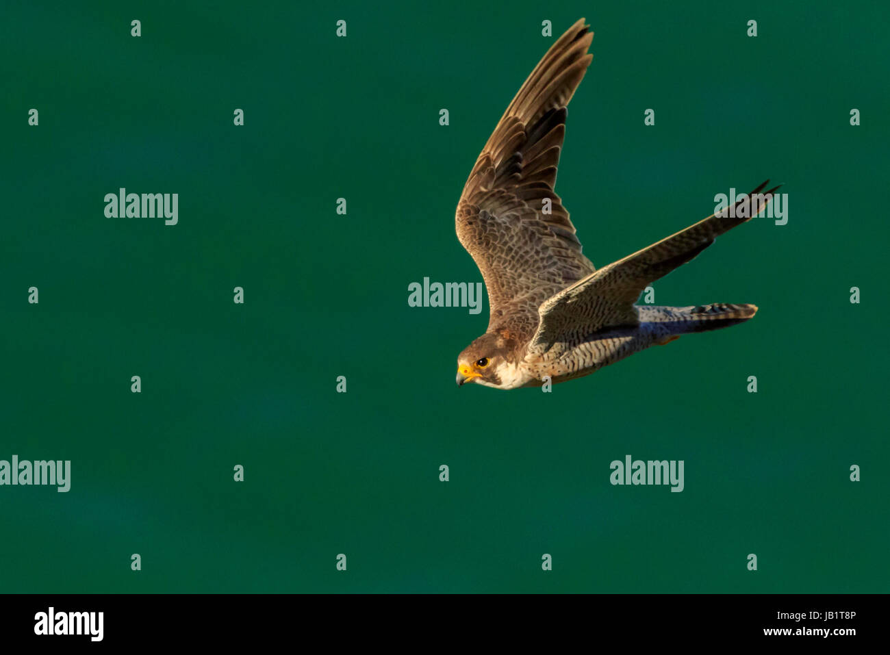 Adult Peregrine falcon (Falco peregrinus) flying over the green sea Stock Photo