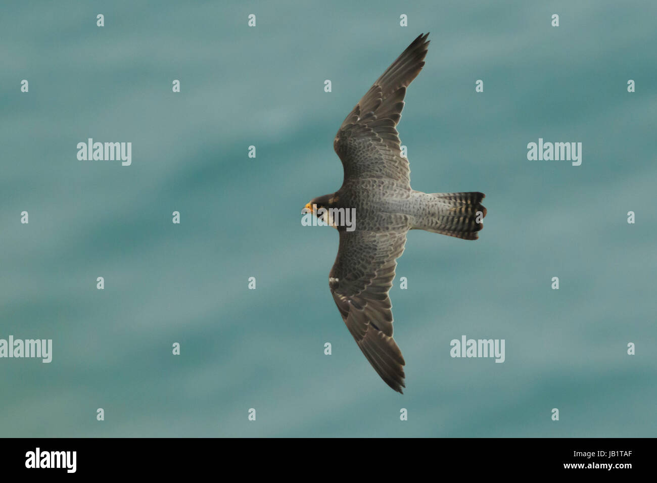 Adult Peregrine falcon (Falco peregrinus) flying over the blue sea and seen from above Stock Photo