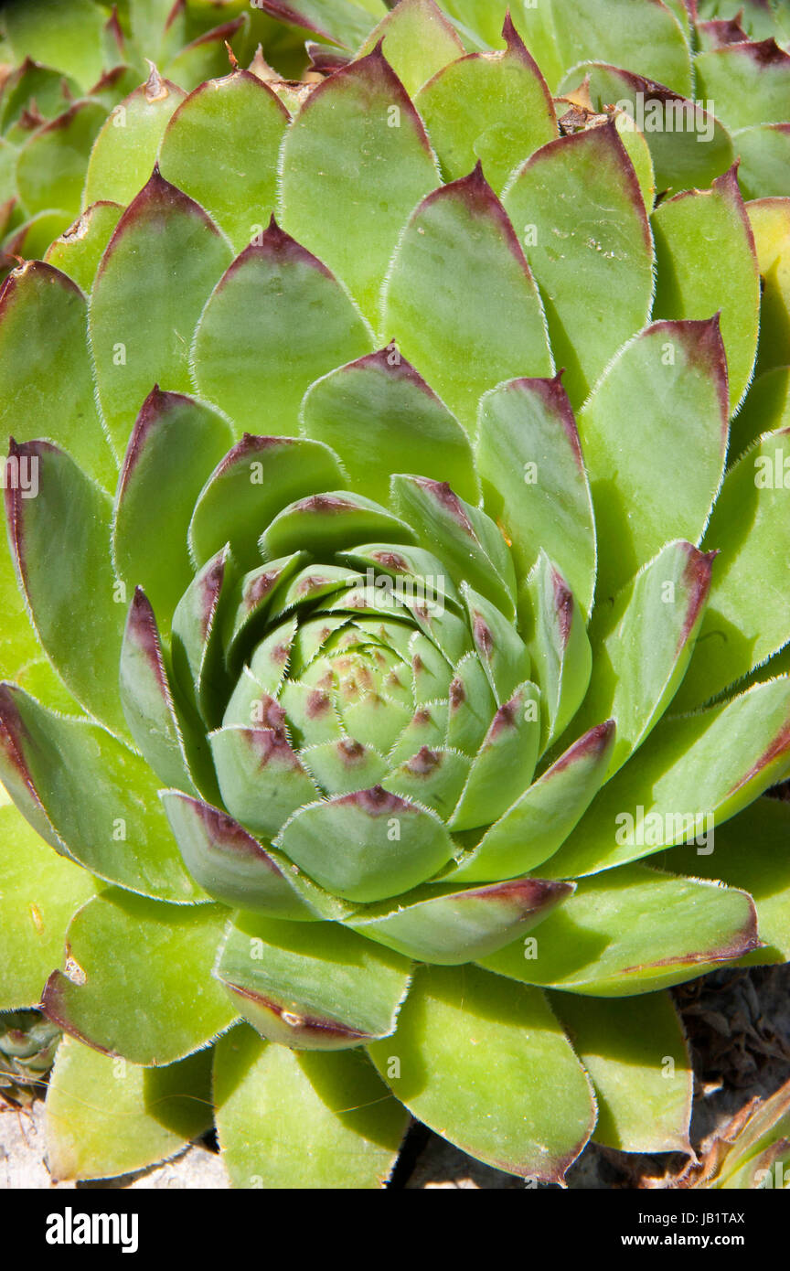 Sempervivum tectorum is a species of flowering plant in the family Crassulaceae, native to the mountains of southern Europe, cultivated in the whole o Stock Photo
