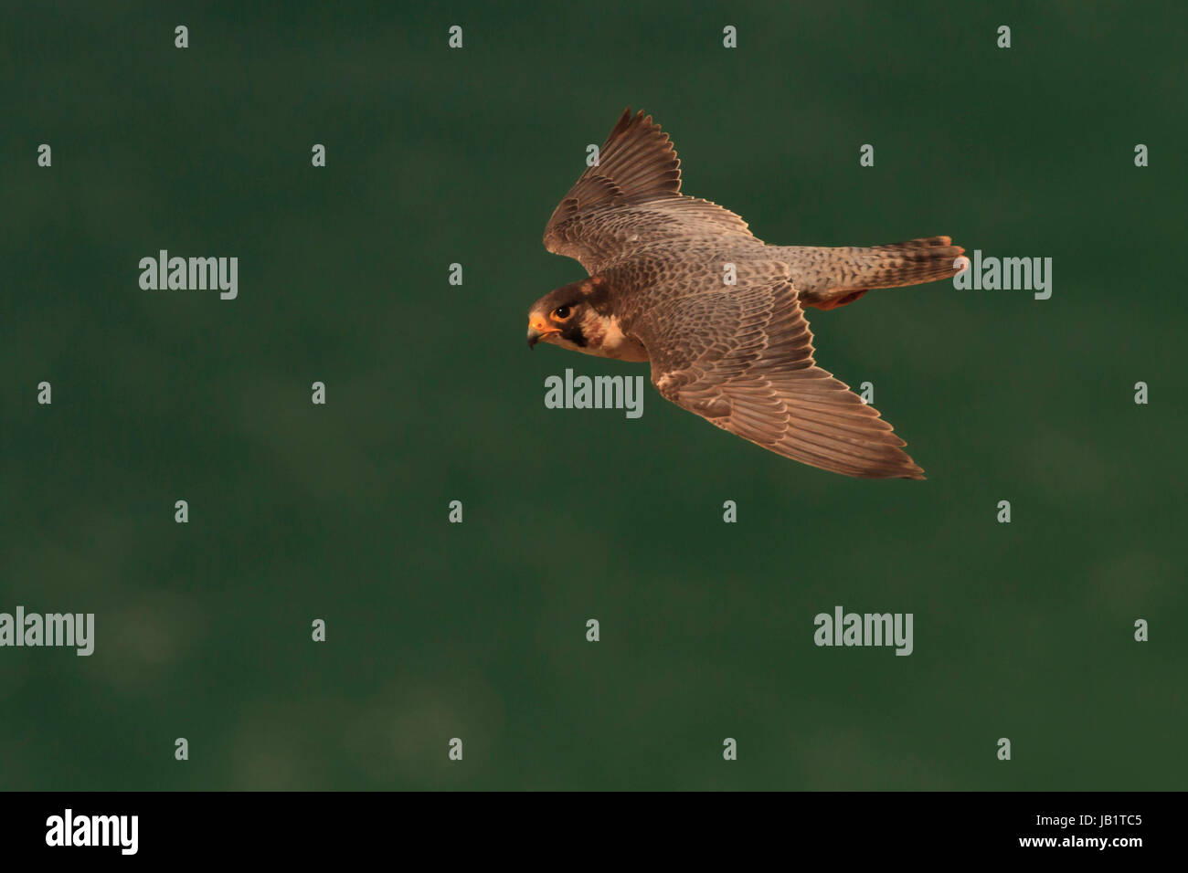 Adult Peregrine falcon (Falco peregrinus) flying over green sea Stock Photo