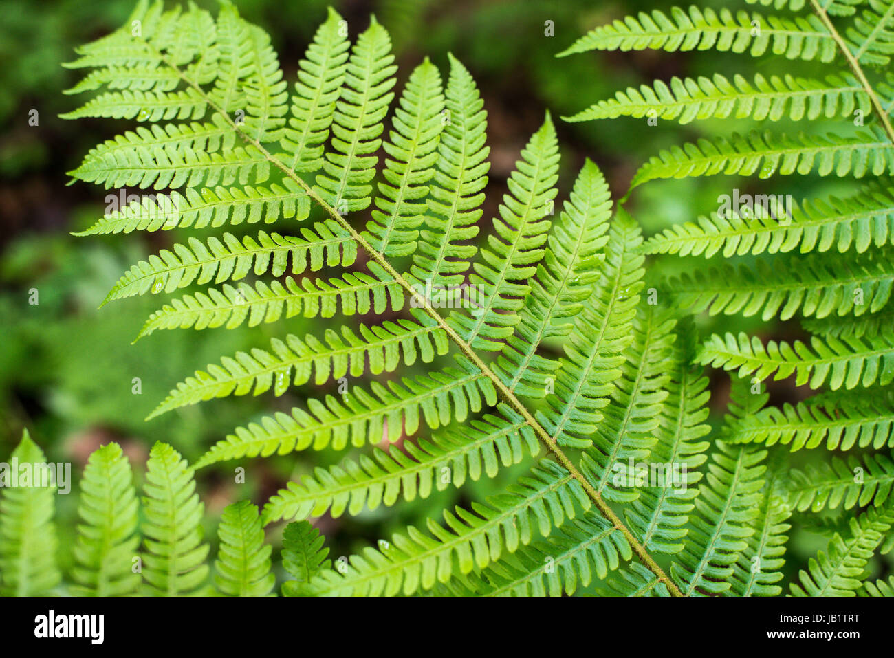 Fern leaf with water drops close-up Stock Photo - Alamy