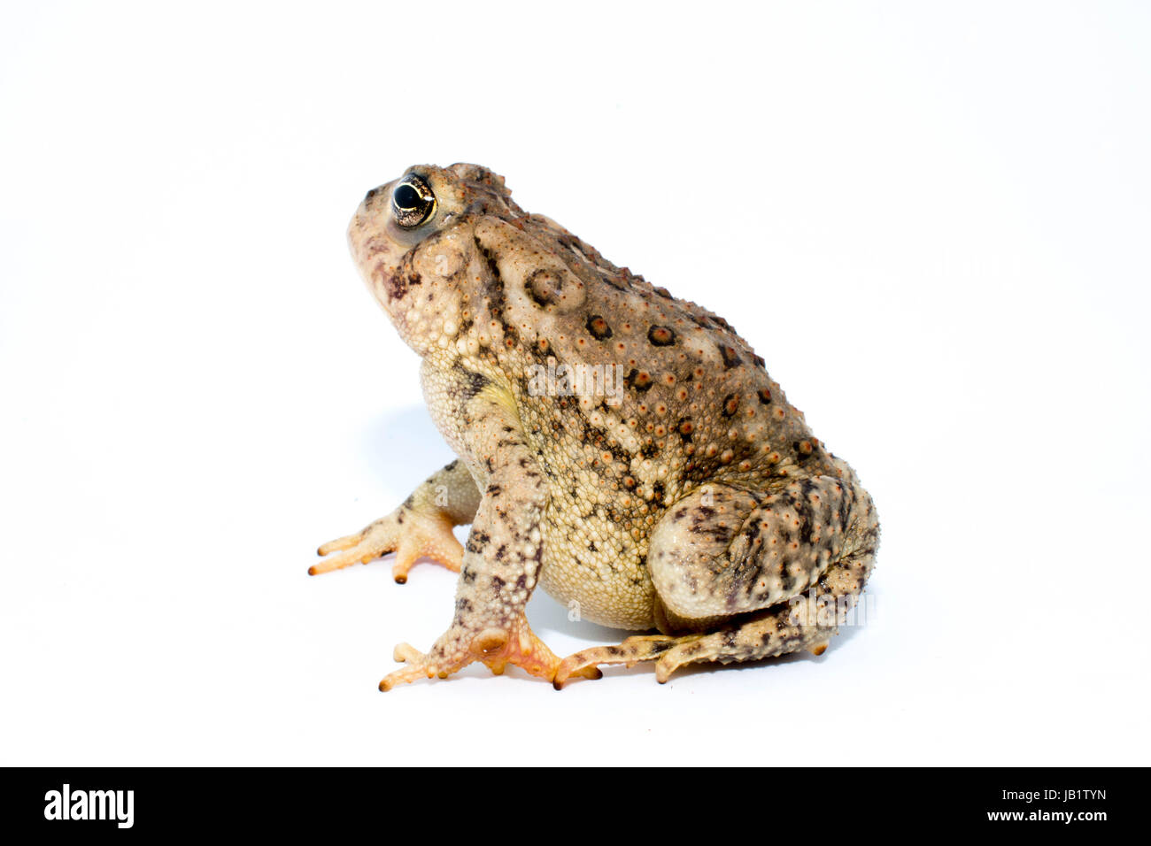 A toad on a white background Stock Photo - Alamy