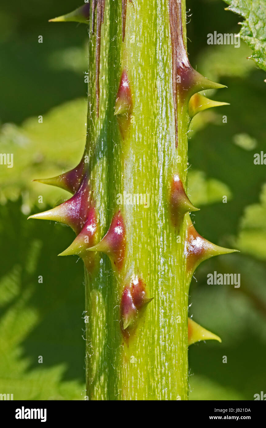 Thorns on a bramble stem Stock Photo