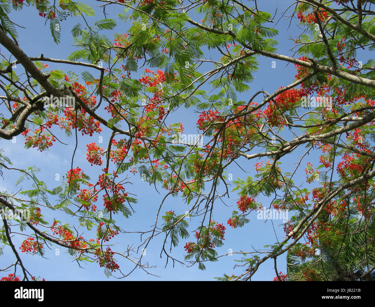 Akazienbaum, Dominikanische Republik Stock Photo