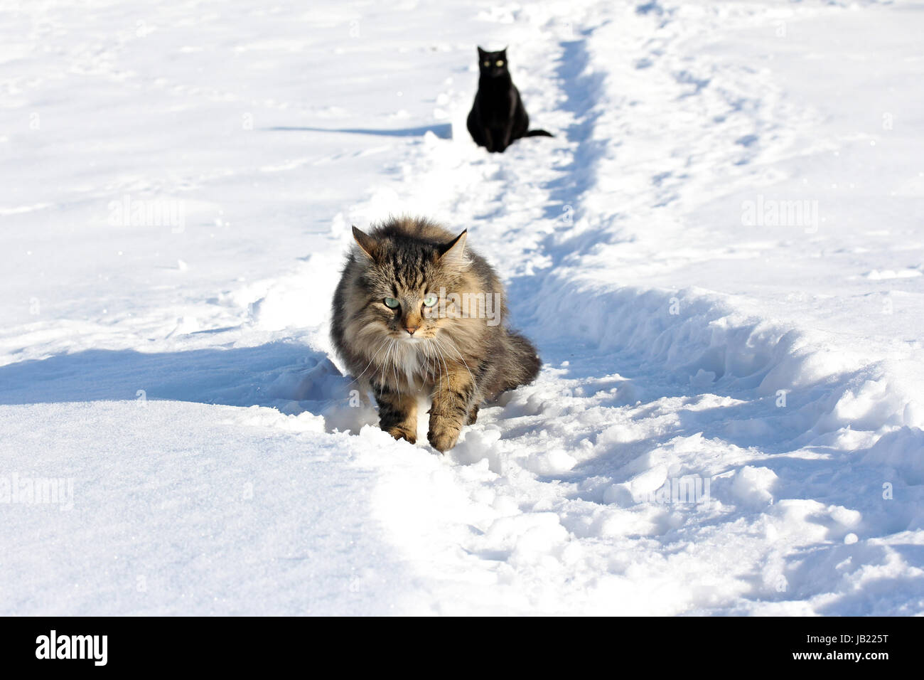 domestic cat snow Stock Photo