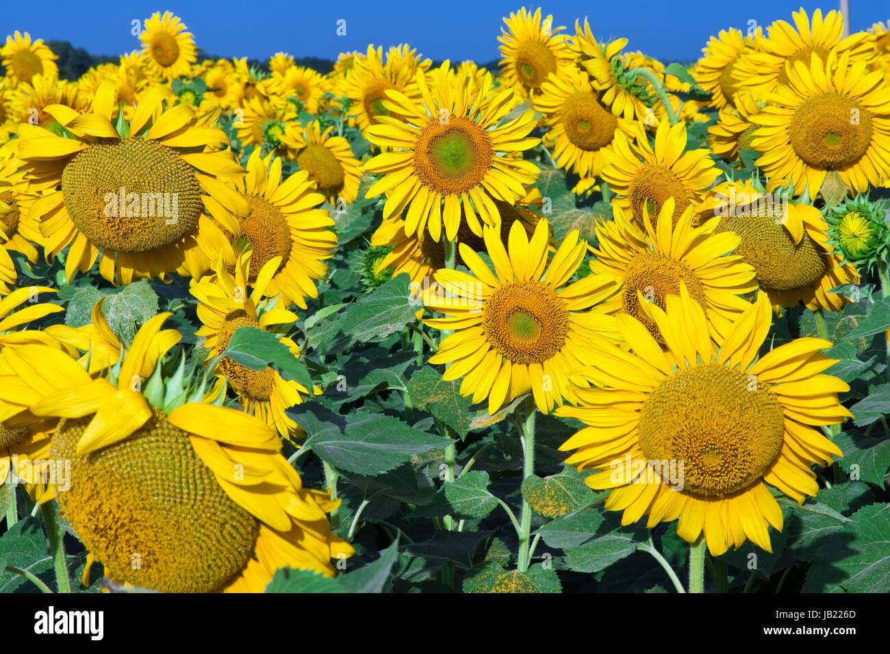 Beautiful blooming field of sunflowers under blue sky Stock Photo - Alamy