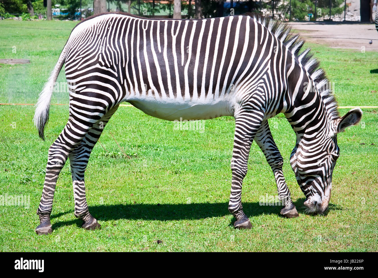 Nice close-up photo of young male zebra in zoo Stock Photo - Alamy