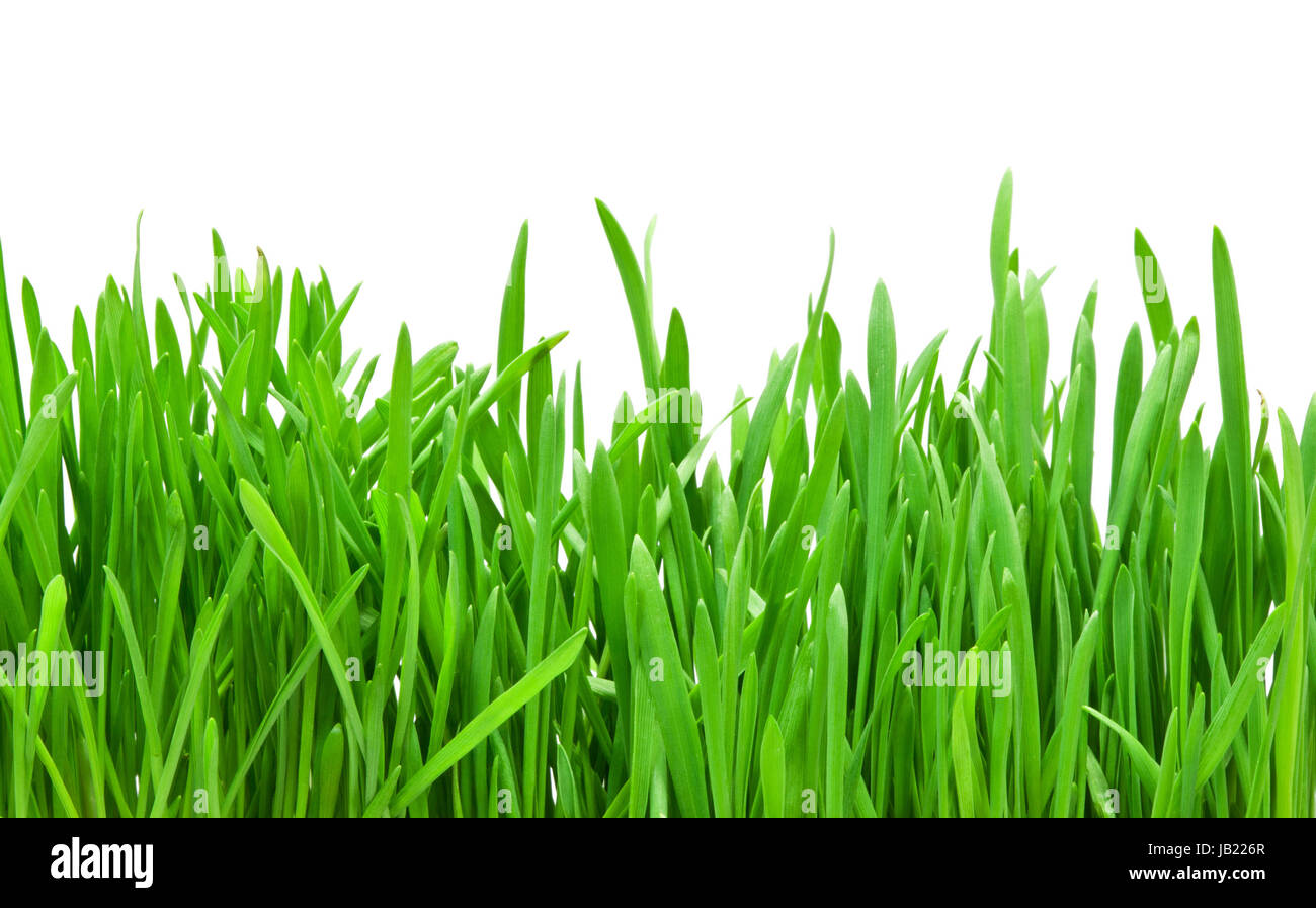 Fresh green grass isolated on white background Stock Photo - Alamy
