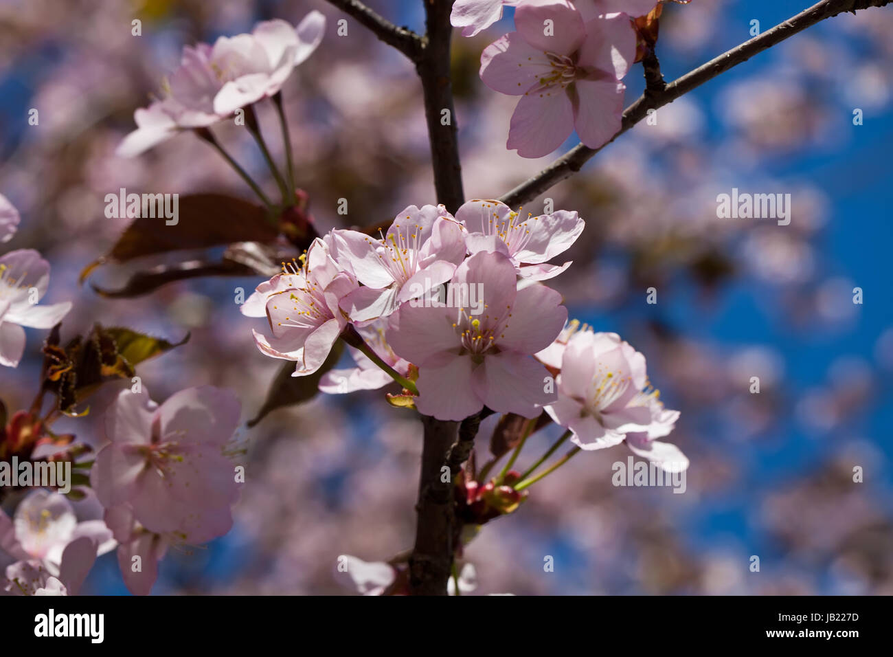 Beautiful pink flowers of Cherry blossom or Japanese Sakura in spring ...