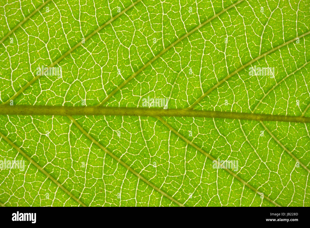 Nice macro photo of big green leaf Stock Photo - Alamy
